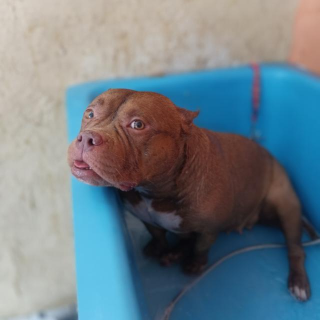 Vagas banho e tosa 🐾🐾🐩🐕❤️💙