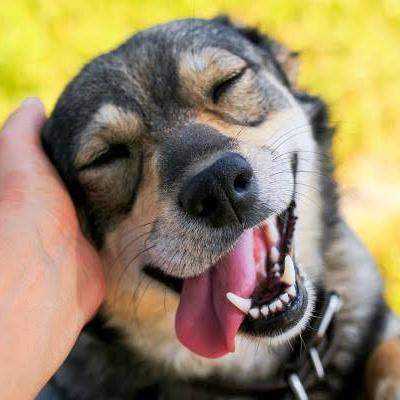 30 receitas saudáveis para seu Pet.