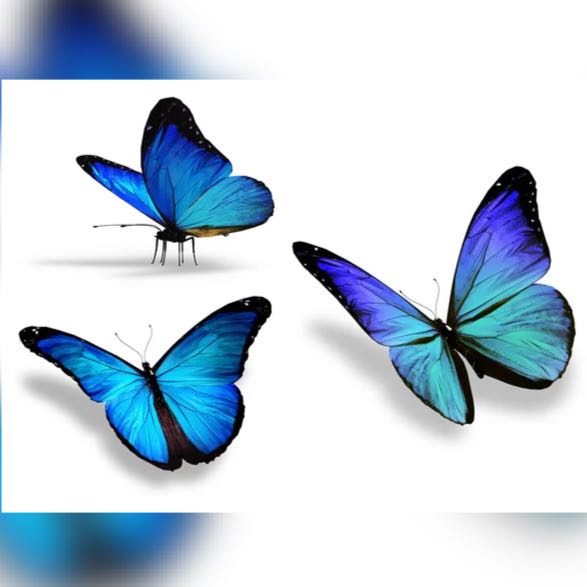 BARIÁTRICA 🦋