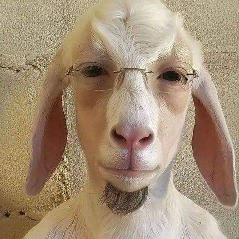 IMITAÇÃO DE BODE 🐐