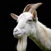 IMITAÇÃO DE BODE 🐐