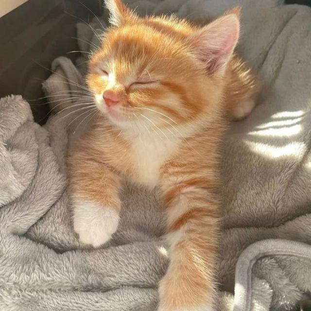 Escolinha de Gatos 😺😸